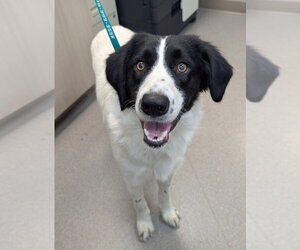 Buckeye - Male Border Collie-Unknown Mix Dog for Adoption