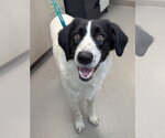 Buckeye - Male Border Collie-Unknown Mix Dog for Adoption - Small photo