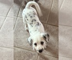 Small #2 Dalmatian