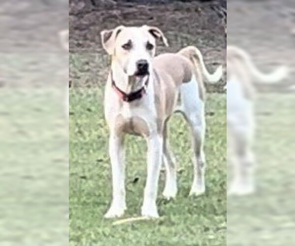 Medium Photo #3 Bulldog-Great Dane Mix Puppy For Sale in Tarrytown, GA, USA