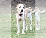 Small #2 Bulldog-Great Dane Mix