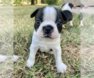 Boston Terrier Puppy for sale in WASHBURN, MO, USA