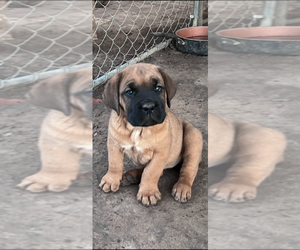 Cane Corso Puppy for Sale in MESQUITE, Texas USA