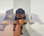 Small Photo #11 Rottweiler Puppy For Sale in SAN BERNARDINO, CA, USA