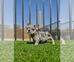 Small #8 French Bulldog