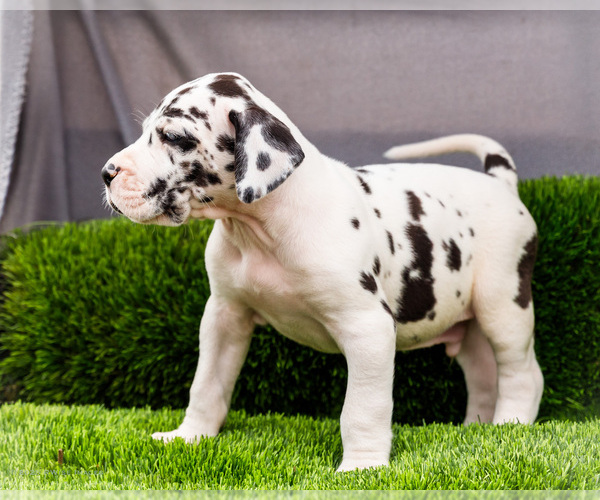 Medium Photo #24 Great Dane Puppy For Sale in WAKARUSA, IN, USA