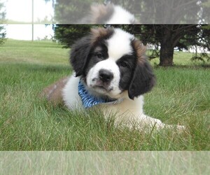 Saint Bernard Puppy for sale in FREDERICKSBG, OH, USA