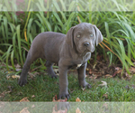 Puppy Mollie Cane Corso