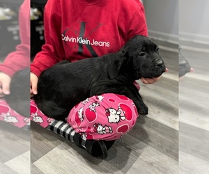 Cane Corso Puppy for sale in PORTLAND, OR, USA