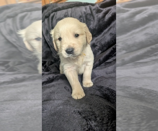 Medium Photo #6 Golden Retriever Puppy For Sale in MODESTO, CA, USA