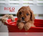 Small #2 Cavapoo