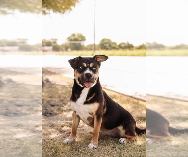 Medium Photo #10 American Staffordshire Terrier-Siberian Husky Mix Puppy For Sale in Rockwall, TX, USA