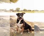 Small #9 American Staffordshire Terrier-Siberian Husky Mix
