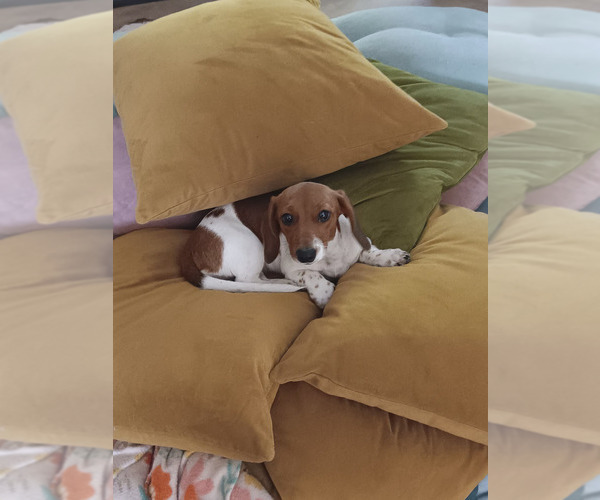 Medium Photo #1 Dachshund Puppy For Sale in SAINT CLAIR, MO, USA