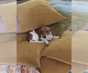 Dachshund Puppy for sale in SAINT CLAIR, MO, USA
