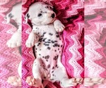 Small Photo #1 Dalmatian Puppy For Sale in SPOKANE, WA, USA