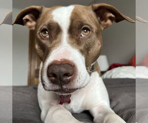 Mutt Dogs for adoption in Fargo, ND, USA