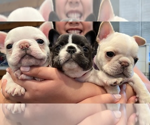 French Bulldog Puppy for sale in SHERWOOD, OR, USA