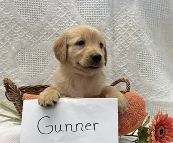 Medium Photo #4 Golden Retriever Puppy For Sale in OWEN, WI, USA