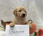 Small #3 Golden Retriever