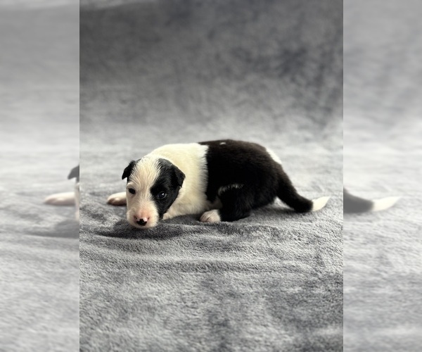 Medium Photo #1 Australian Shepherd Puppy For Sale in CONWAY, MA, USA