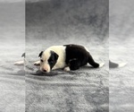 Puppy 1 Australian Shepherd