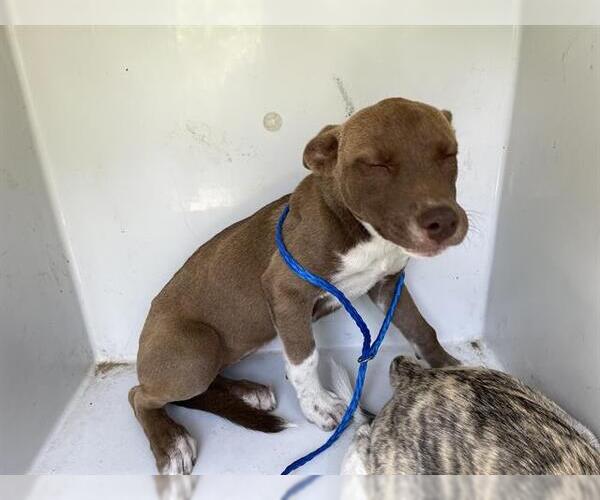 Medium Photo #1 American Pit Bull Terrier-Unknown Mix Puppy For Sale in Houston, TX, USA