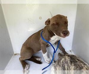 American Pit Bull Terrier-Unknown Mix Dogs for adoption in Houston, TX, USA