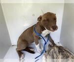 Small American Pit Bull Terrier Mix
