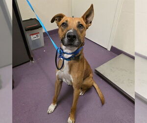 Medium German Shepherd Dog Mix
