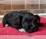 Small Photo #2 Schnauzer (Miniature) Puppy For Sale in LYNCHBURG, VA, USA