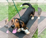 Small Basset Hound