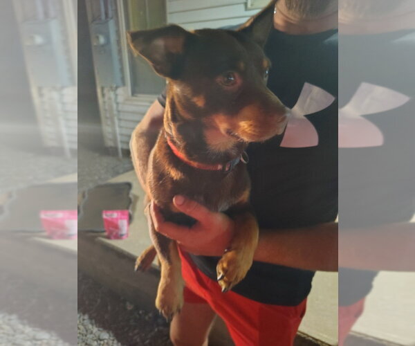 Medium Photo #2 Mutt Puppy For Sale in Boston, MA, USA