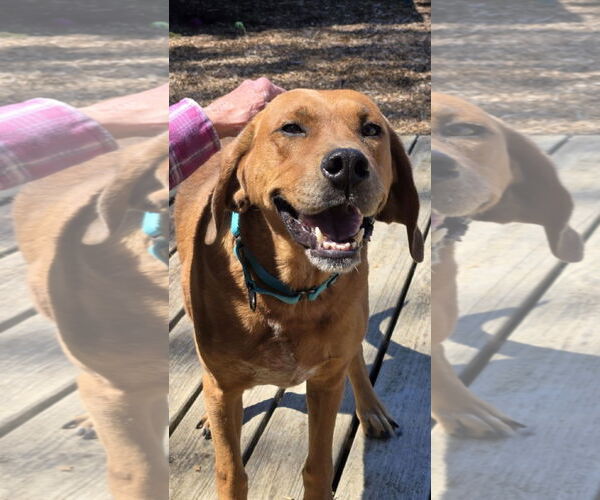 Medium Photo #7 Golden Retriever-Unknown Mix Puppy For Sale in Rustburg, VA, USA
