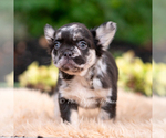 Small #1 French Bulldog
