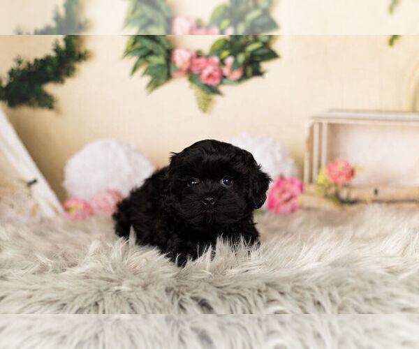 Medium Photo #2 ShihPoo Puppy For Sale in WARSAW, IN, USA