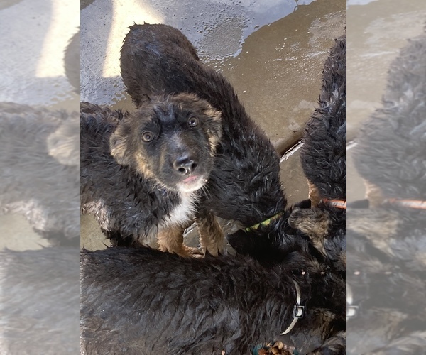 Medium Photo #1 German Shepherd Dog Puppy For Sale in BAKERSFIELD, CA, USA