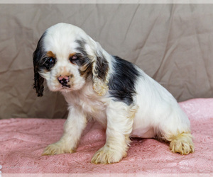 Cocker Spaniel Puppy for sale in WAKARUSA, IN, USA