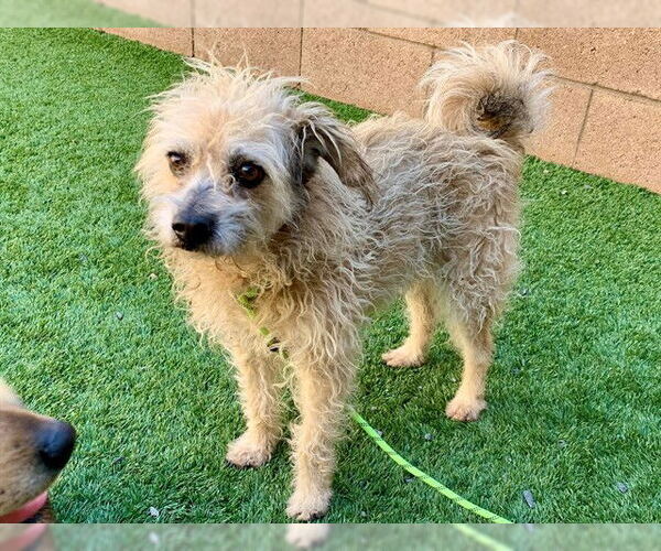 Medium Photo #1 Mutt Puppy For Sale in Moreno Valley, CA, USA