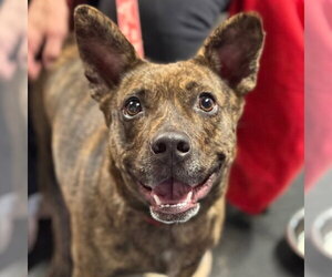 Kira Flor - Female Mutt Dog for Adoption - Photo #3
