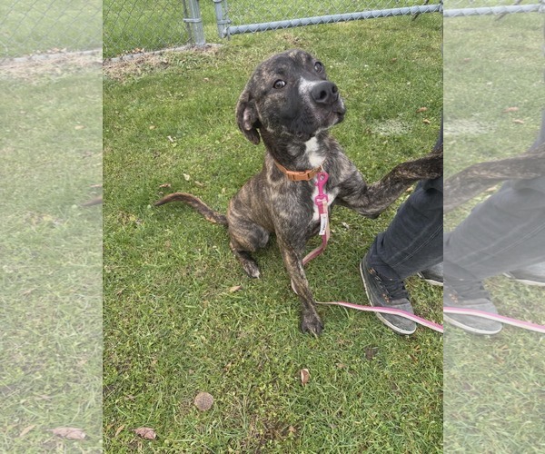 Medium Photo #3 Mastiff-Unknown Mix Puppy For Sale in SHERBURNE, NY, USA