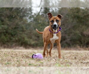 Duck - Male Boxador Dog for Adoption - Photo #6