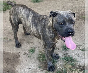 Mastiff-Unknown Mix Dogs for adoption in Riverside, CA, USA