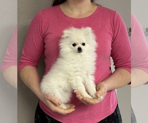 Pomeranian Puppy for sale in ANTELOPE, CA, USA