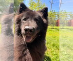 Small #5 Chow Chow Mix