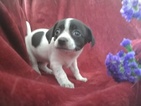 Small Photo #1 Chihuahua Puppy For Sale in DE LEON SPRINGS, FL, USA