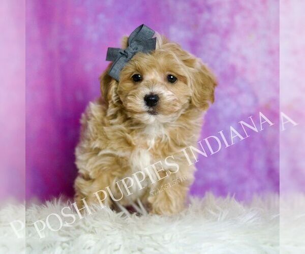 Medium Photo #28 Maltipoo (Miniature) Puppy For Sale in WARSAW, IN, USA