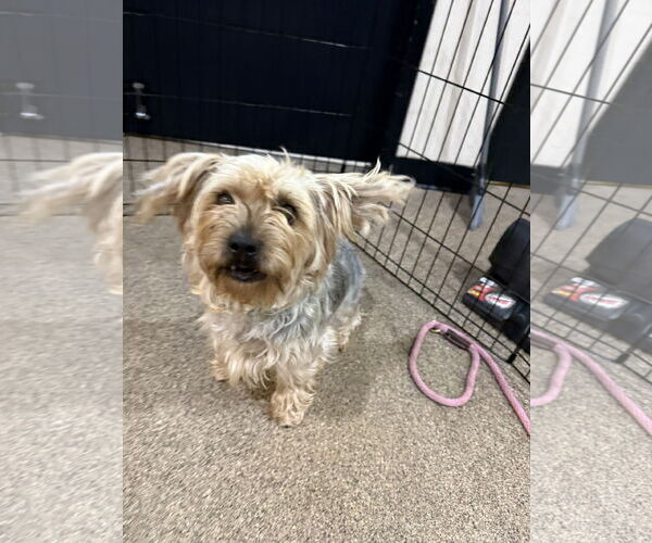 Medium Photo #2 Mutt Puppy For Sale in Sanford, FL, USA