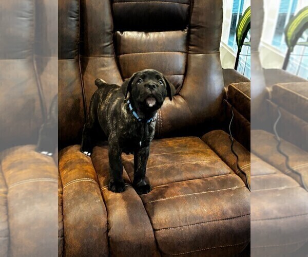 Medium Photo #5 Cane Corso Puppy For Sale in REEVESVILLE, SC, USA