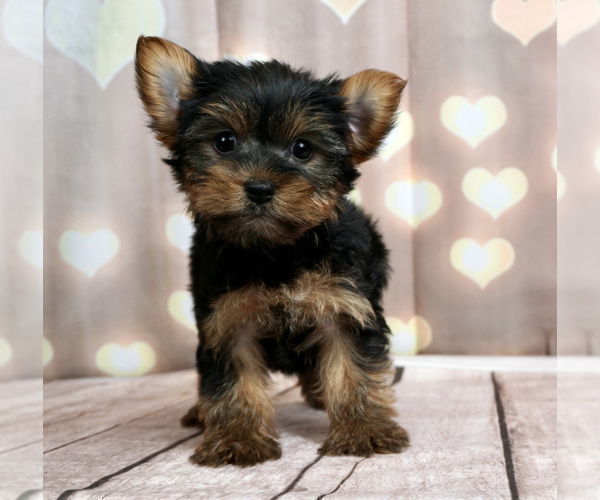 Medium Photo #2 Yorkshire Terrier Puppy For Sale in WARSAW, IN, USA